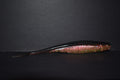 5" Swamp Dragon Roller 6pk