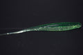 6" Texas Emerald Blitz 6pk